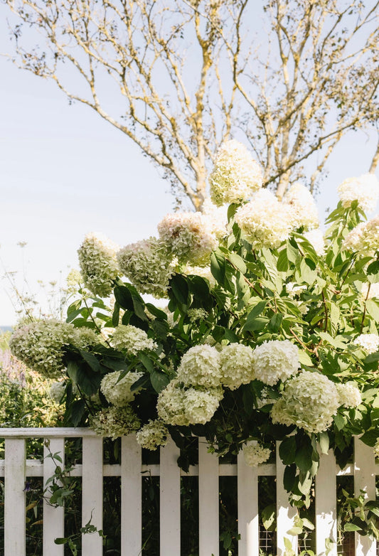 Hydrangea Print