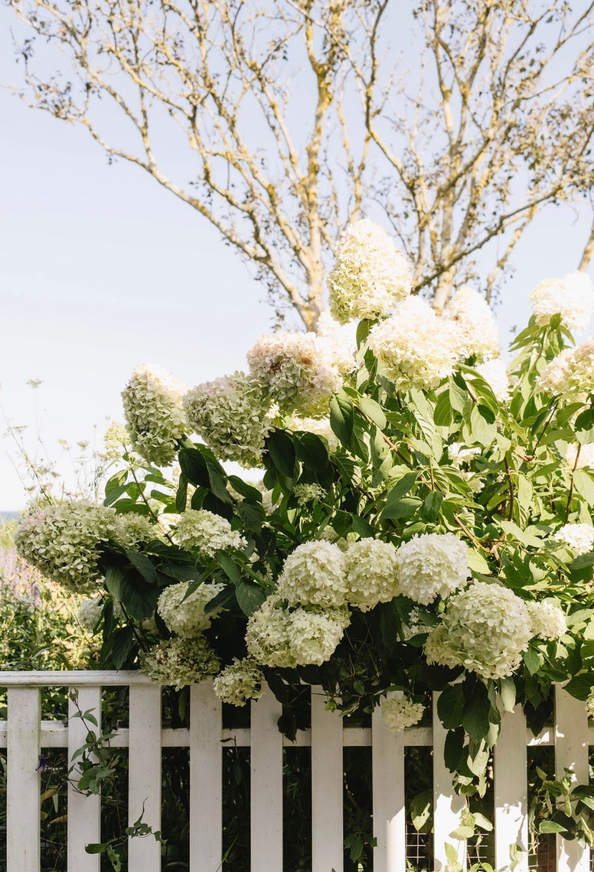 Hydrangea Print