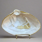 Clam Shell